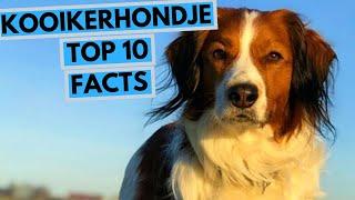 Kooikerhondje - TOP 10 Interesting Facts