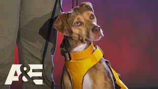 Sticks from Live PD Watches Team Macie Advance to Round 2 | America's Top Dog (Season 1) | A&E