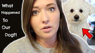 WHAT HAPPENED TO OUR DOG?!