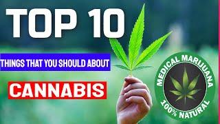 TOP 10 things that you should know about cannabis