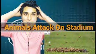 #Bollywood #Hollywood #FluentALL.                  Top 10 Animals Attack On Cricket Field | Reaction