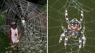 10 STRONGEST Spider Webs In The World!