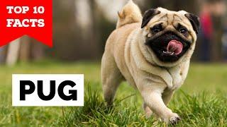 Pug - Top 10 Facts