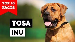 Tosa Inu - Top 10 Facts (Japanese Mastiff)