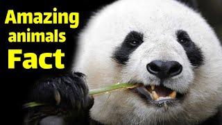 Top 10: Amazing animal facts