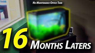 No Maintenance for 16 months Update - Fluval Spec 16 Gallon Office Aquarium