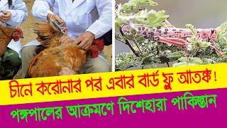 করোনার সাথে যুক্ত হয়েছে Bird Flu | পঙ্গপালের আক্রমণে অতিষ্ট পাকিস্তান | NEWS 10 | আন্তর্জাতিক দুনিয়া