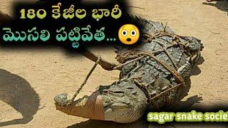 భారీ మొసలి పది అడుగులు 180  కేజీల ( crocodile ) పట్టివేత. Sagar snake society 9985545526