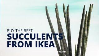 Tips for buying succulents at Ikea