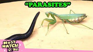 Top 10 Shocking Parasites In Real Life That Can Control The Hosts