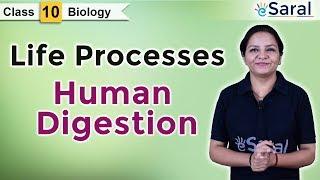 Life Processes: Nutrition | Human Digestion| Class 10th Biology | CBSE – eSaral Class X