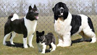 10 Black and White Dog Breeds