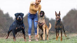 Top 10 Most Confident Dog Breeds