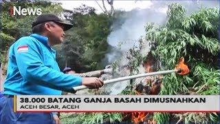 BNN Musnahkan 2 Ton Ganja Siap Edar di Aceh - Police Line 12/03