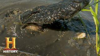 Swamp People: Frog Hunt for Gator Bait (Season 11) | History