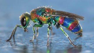 Top 10 Most Beautiful Insects in the World