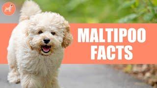 Maltipoo Dog Breed:  Top 10 Amazing Facts