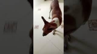 Top 10 Family Dog in India