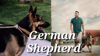 Top 10 Facts About German Shepherd | Interesting Facts | Top 10 Amazing Facts Of German Shepherd