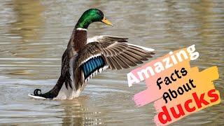 Top 10 Amazing Facts About Ducks