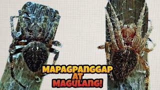 Mapangpanggap na gagamba?? | Spider Fight