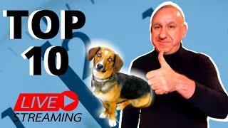 TOP 10 Dog-Related Topics of the Year 2020.