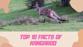 TOP 10 FACTS OF KANGAROO || MPV CHANNEL