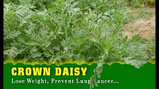 Wow! I Never Knew Crown Daisy Had So Many Great Benefits | TOP 10 Indian Herbs