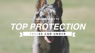 TOP 10 PROTECTION DOGS 100LBS AND UNDER