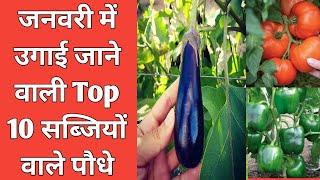 जनवरी में उगाई जाने वाली Top 10 सब्जी वाले पौधे | January Month (winter season) Vegetables plants