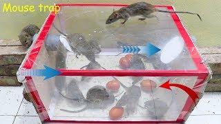 Membuat perangkap tikus mudah | Beste Ideen für Rattenfallen | Top 10 piège à souris électrique #3