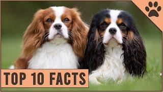 Cavalier King Charles Spaniel - Top 10 Facts