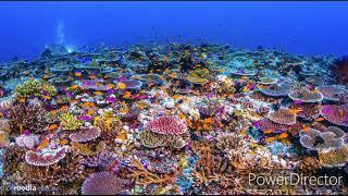 Top 10 facts about coral reefs