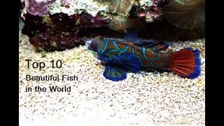 Top 10 Beautiful Fish in the World You Should Know