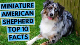 Miniature American Shepherd - TOP 10 Interesting Facts