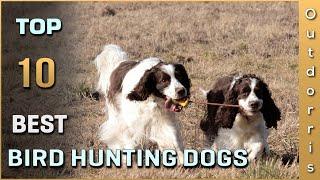 Top 10 Bird Hunting Dogs