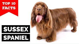 Sussex Spaniel - Top 10 Facts