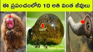 Top 10 Amazing and unbelievable  creatures in the world  | Bmc facts | Telugu