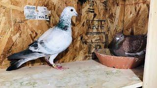 "Great 8 Update" #2 | White Grizzle "TKO" Is A Father | 2020 Young Racing Pigeons In Our Small Loft