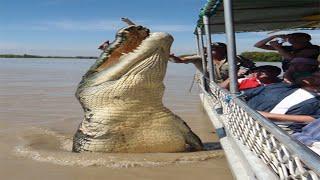 10 Abnormally Large Animals That Really Exist