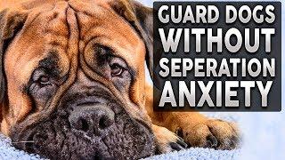 Top 10 GUARD DOG BREEDS For FULL TIME Workers!