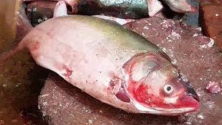 Expensive Fish Cutting With Super Fast Ways How to Cutting Carp Fish by Knife within a Minute