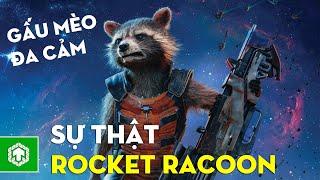 TOP 10 Sự Thật Về ROCKET RACCOON Bạn Cần Biết | Trẻ Trâu Lầy Nhất MCU?! | Ten Tickers