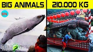 Top 10 largest animals in the world | Did you know?