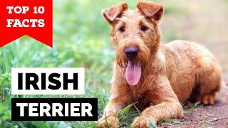 Irish Terrier - Top 10 Facts