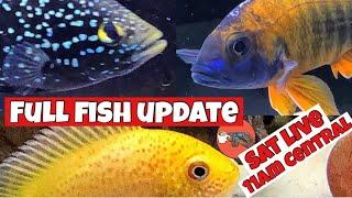 Green Terror, Crazy Red Jake and All the Rest [A Fish Update!]  - The Cichlids & Coffee Live Stream!