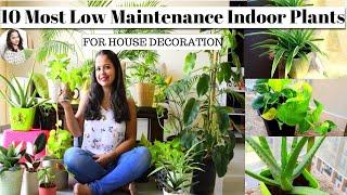 Top 10 Easy To Grow Low Maintenance Indoor Plants For Beginners & How To Take Care Of Them- In Hindi