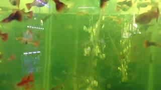 Top 10 fresh water fish aquarium video | comparison media