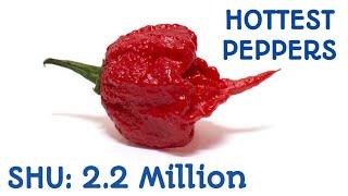 Top 10 Hottest Peppers In The World