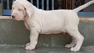 Top quality bully kutta puppies for sale